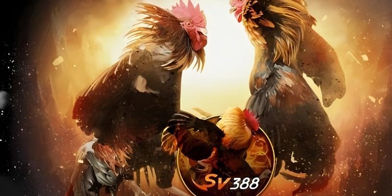 Giới thiệu tổng quan về nền tảng cá cược SV388